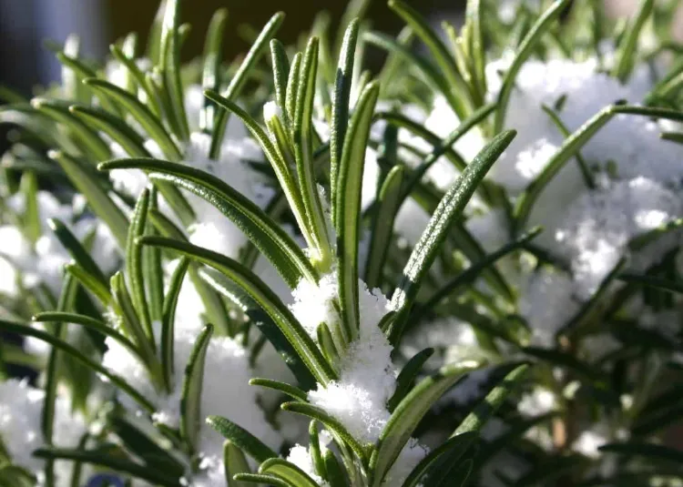 rosemary aromatic plants that resist the cold fear frost winter october
