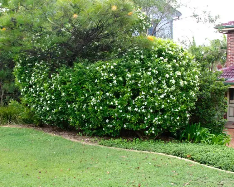 shrubs for a south facing patio garden privacy hedge plants
