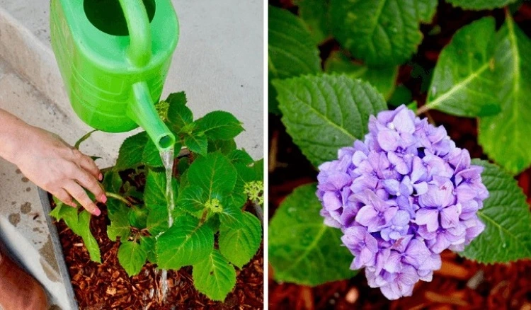 use pickle juice for acid loving plants such as hydrangeas