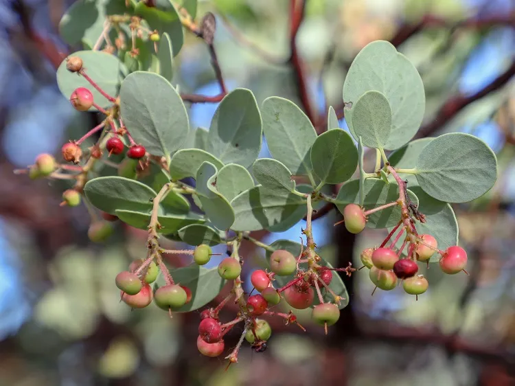 what should you not cut back in autumn califonia native shrubs