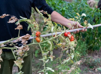 what to plant after tomatoes in fall