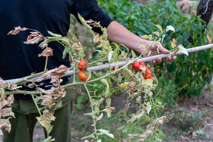 what to plant after tomatoes in fall