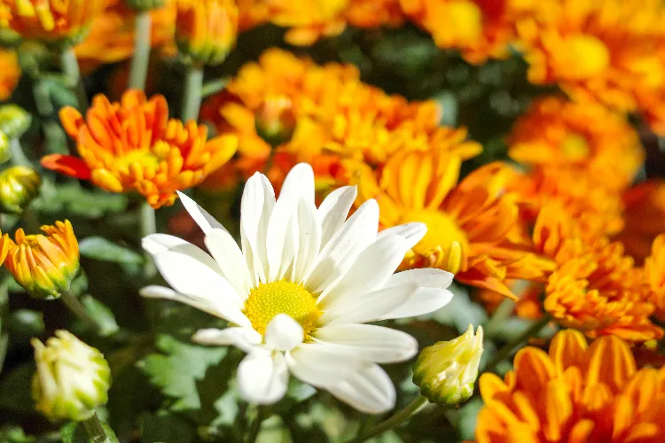 what to plant next to chrysanthemums 10 flowers ideas for your fall exterior