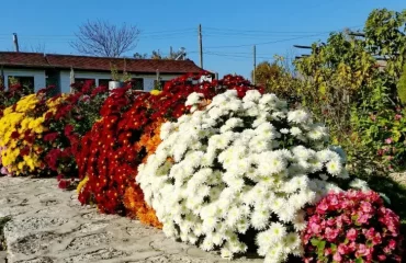 what to plant next to chrysanthemums in the garden