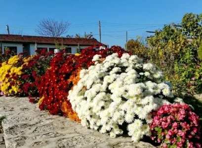 what to plant next to chrysanthemums in the garden