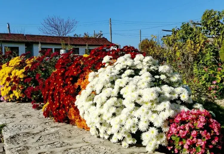 what to plant next to chrysanthemums in the garden