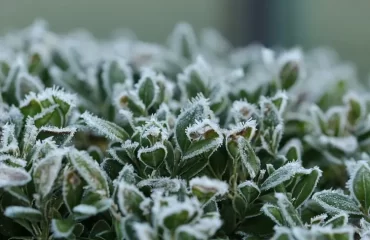 which are the aromatic plants that resist the cold fear frost winter october thyme