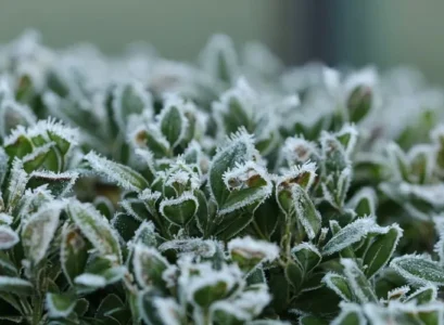 which are the aromatic plants that resist the cold fear frost winter october thyme