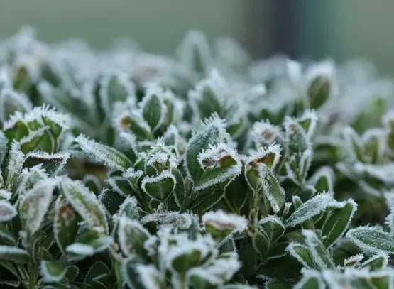 which are the aromatic plants that resist the cold fear frost winter october thyme