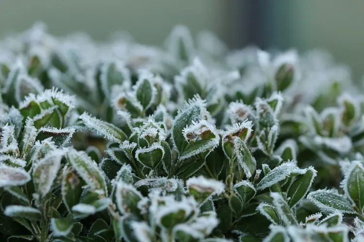 which are the aromatic plants that resist the cold fear frost winter october thyme
