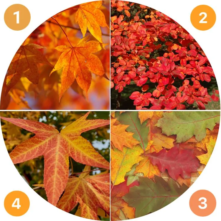 which are the best trees for autumn