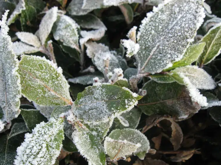 which aromatic plant does not fear the frost is resistant to the cold october thyme