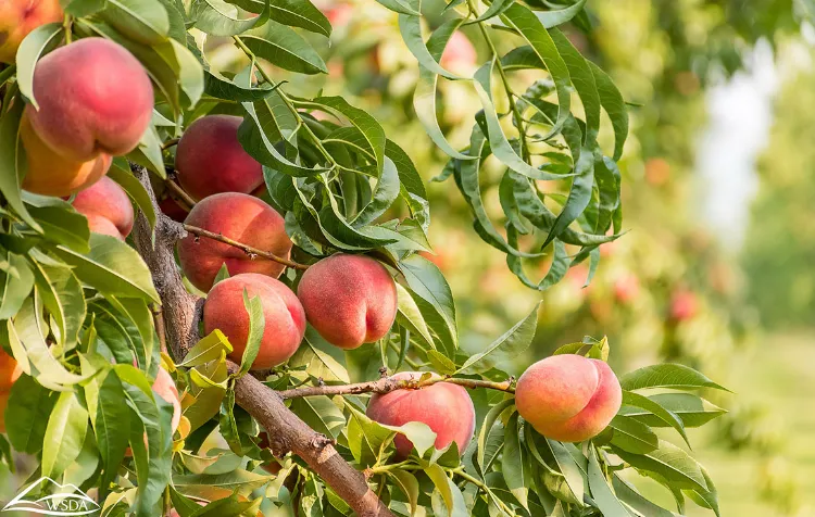 which fruit trees to prune in october