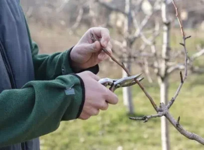 which fruit trees to prune in october and november how to proceed