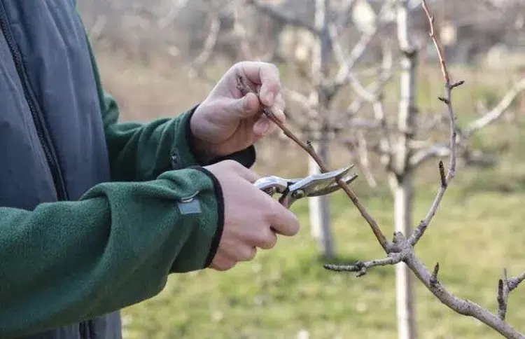 which fruit trees to prune in october and november how to proceed