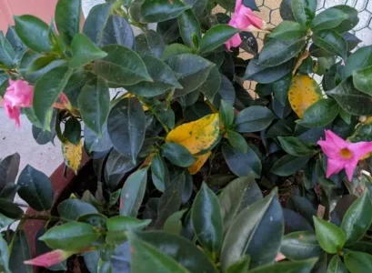 why dipladeniahas yellow leaves