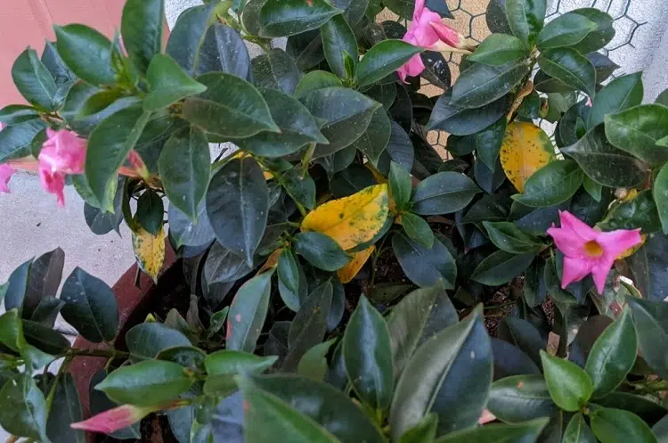 why dipladeniahas yellow leaves