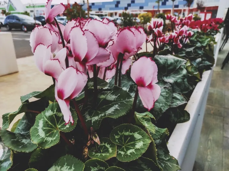 why are cyclamen flowers falling off fading color as a result over watering or dry soil