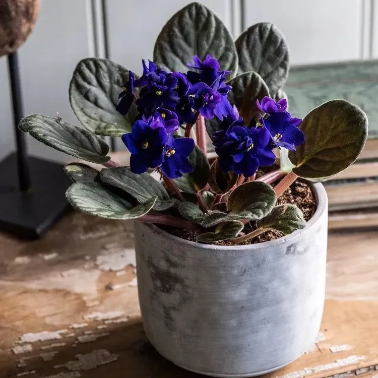 african violet in pot houseplants that bloom all year round even in winter