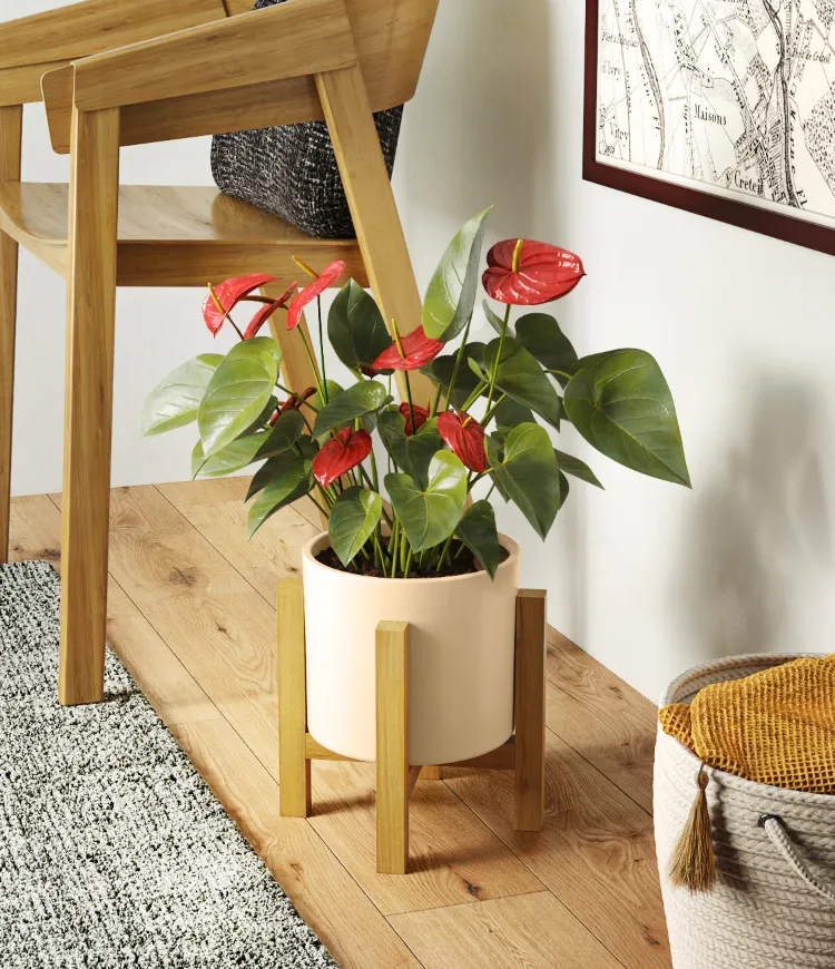 anthurium houseplant that blooms all year round easy to care for