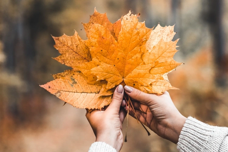 beautiful fall leaves collecting creative project