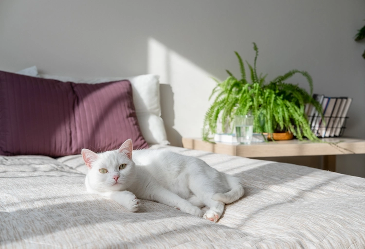 bedroom plants causing allergic reaction cats