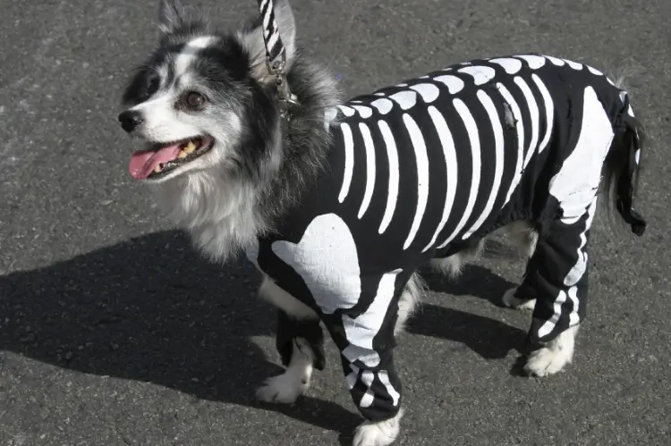best homemade halloween dog costume ideas skeleton