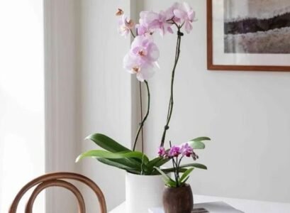 best indoor plants for all year round easy flowering houseplants