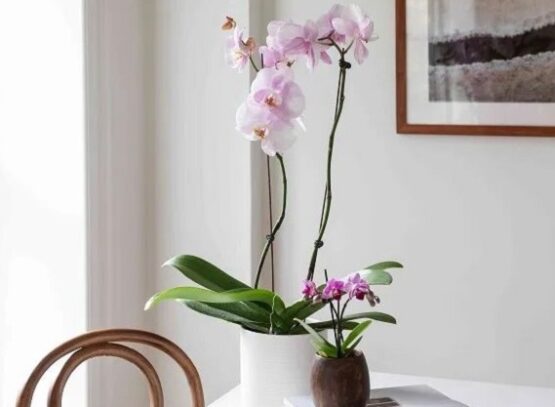 best indoor plants for all year round easy flowering houseplants