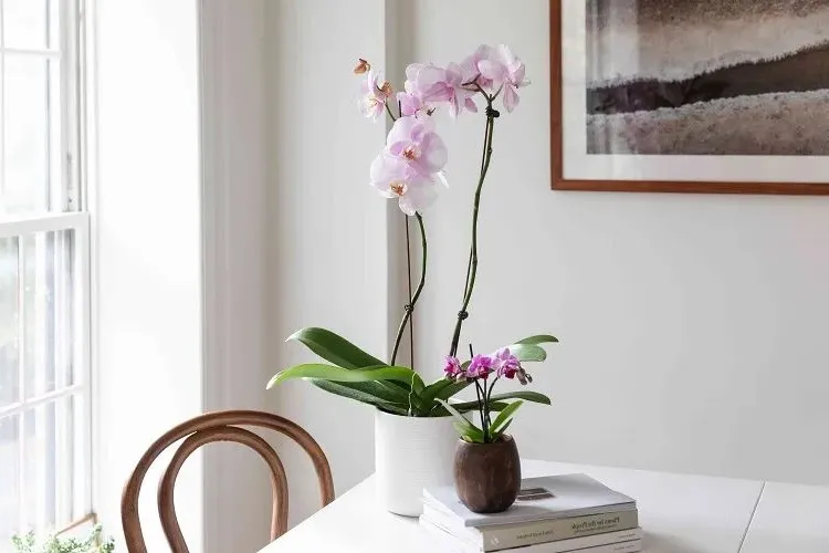 best indoor plants that bloom all year round without maintenance decorative flower pots