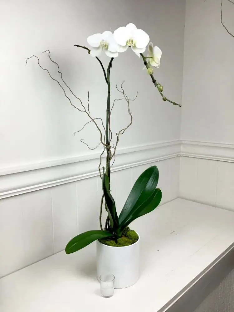 butterfly orchid care flowering indoor plant that blooms all year round