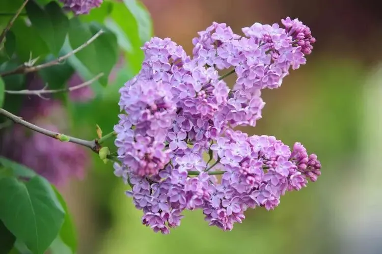 can we prune lilac in fall when how