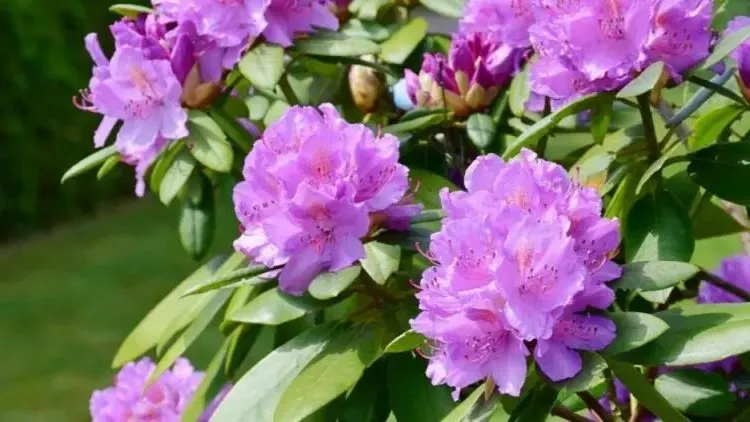 can we prune rhododendron in fall when how