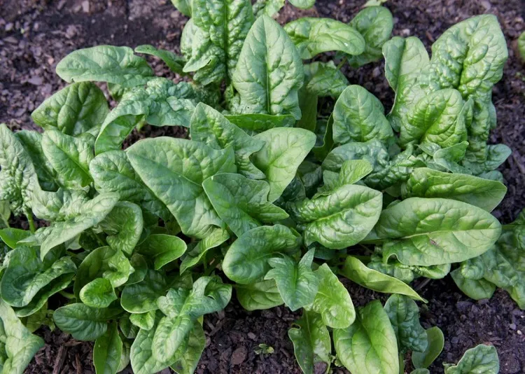 cold hardy vegetables the most frost tolerant is spinach