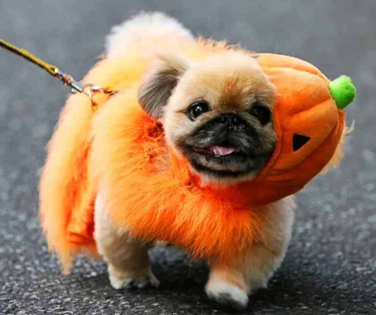 cute puppy diy halloween pumpkin costume
