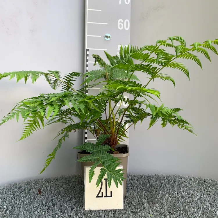 cyathea australis fern varierty to bring inside during cold temperatures