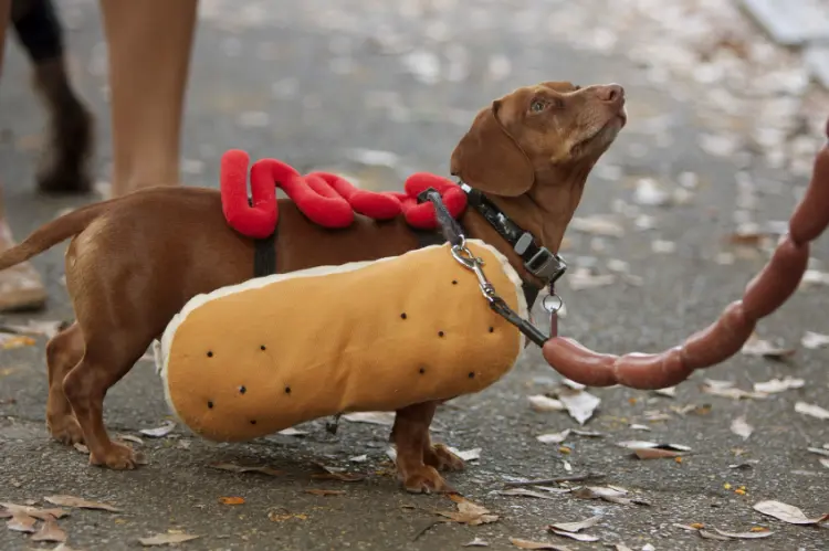 dachshund hot dog halloween dog costume ideas