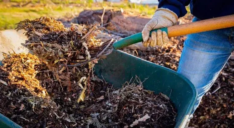 decomposition of fall leaves forms nutrient rich humus for the garden soil