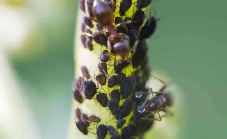 dipladenia black aphids