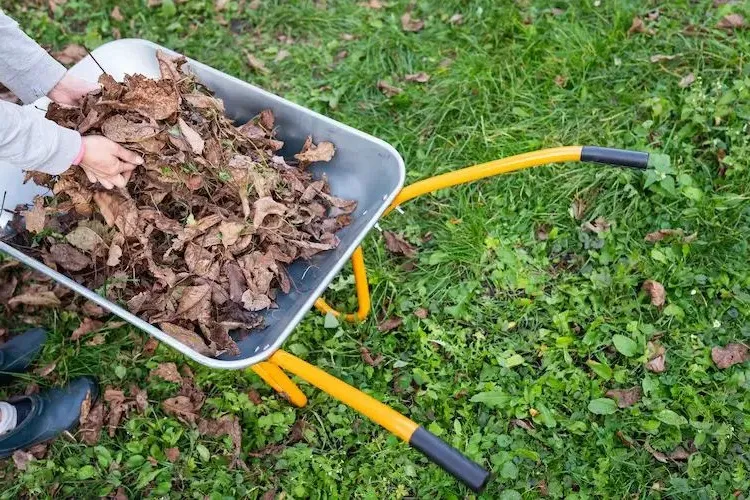 disposing of rotten fall leaves from the garden with a wheelbarrow