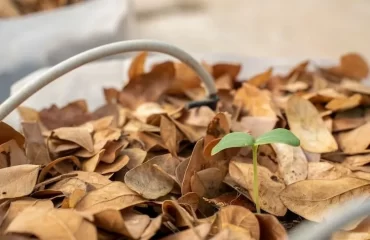 during gardening in fall use leaves as fertilizer and add it to the compost pile