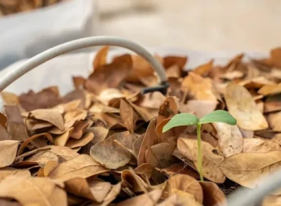 during gardening in fall use leaves as fertilizer and add it to the compost pile