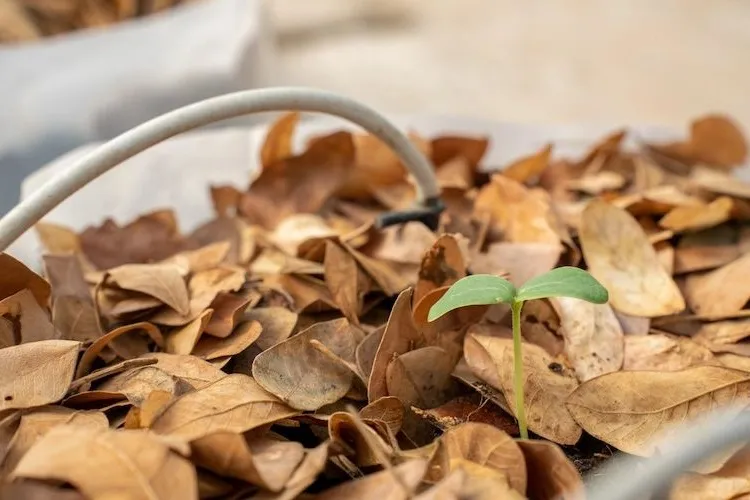 during gardening in fall use leaves as fertilizer and add it to the compost pile