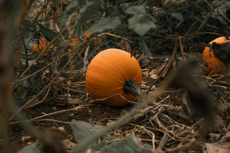 fall garden ripe pumpkin storing methods
