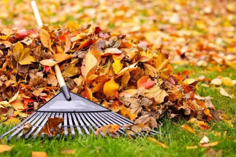 fall leaves raking and using them sustainably for benefiting plants and against soil compaction in the garden