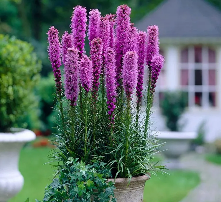 fall potted plants that attract hummingbirds and butterflies blazing star