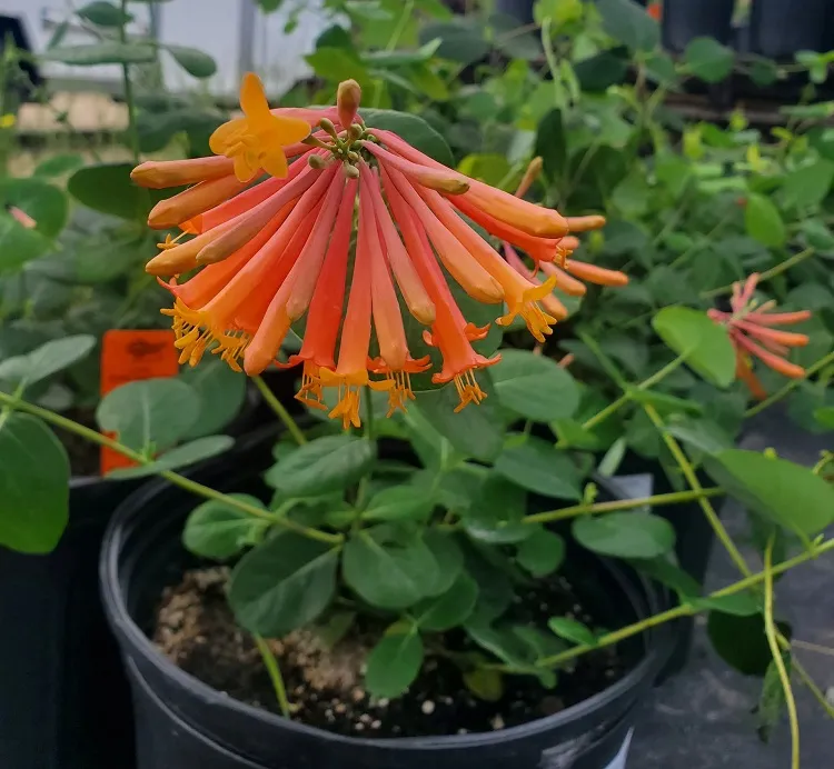 fall potted plants that attract hummingbirds to your garden coral honeysuckle