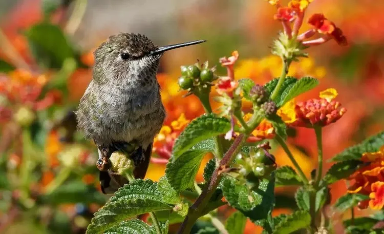 fall potted plants that attract hummingbirds