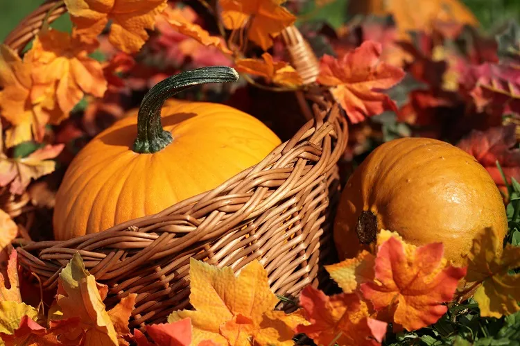 fall pumpkin floral arrangements