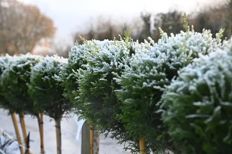 frost resistant potted trees